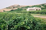 Weinanbau bei Castelvetrano